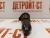Форсунка Cummins 3071497 (3079946, 4914328, 3054233, 3054218, 3064457, 3018566) фото запчасти
