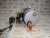 Стартер Cummins QSM/ISM/M-11 2871256 (STD4334MH, TT16208, TT16011, TT16207, TT16014, 2071564, 88-02079-SX, 6819N, 5284084, 3103916, 3103305, 3102920, 5267809) фото запчасти